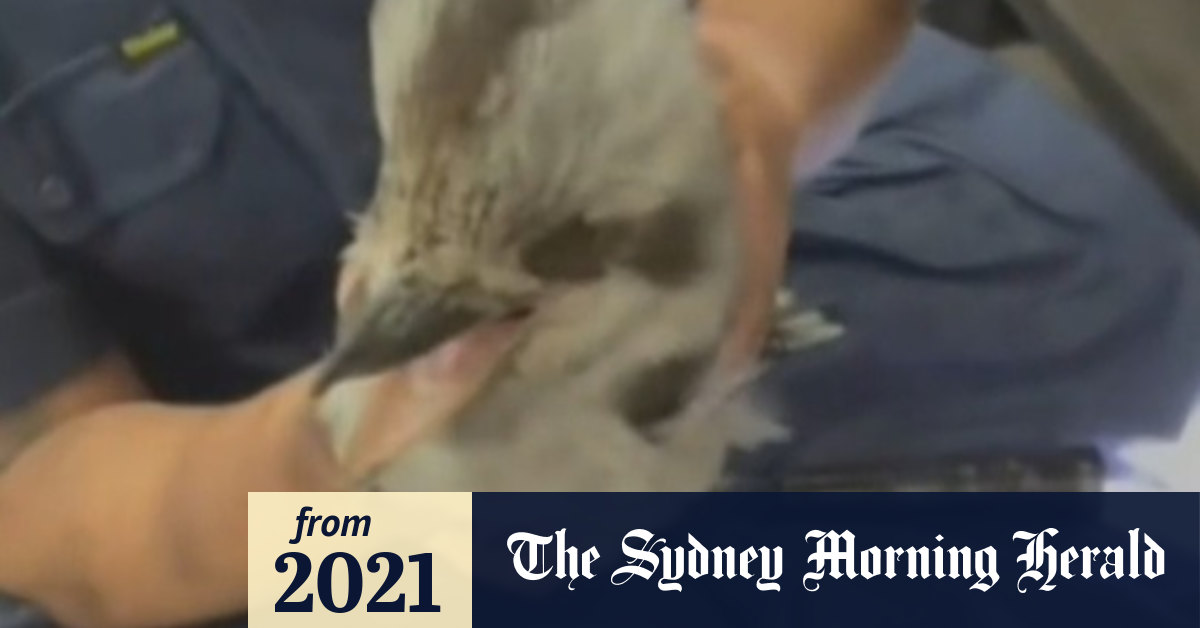Video Kookaburra saved after stuck in Brisbane chimney
